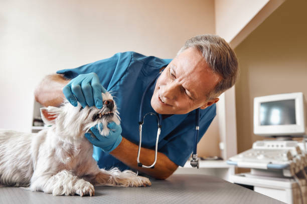 Best 24-Hour Emergency Dentist in Decatur, TX